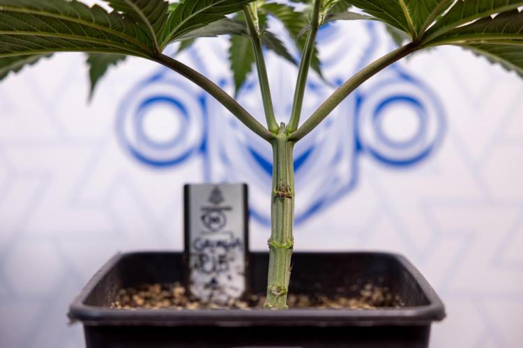 Georgia Pie #1 - Zamnesia x B&B. Week 4 - Georgia Pie 1 - Week 4/5 - Topping