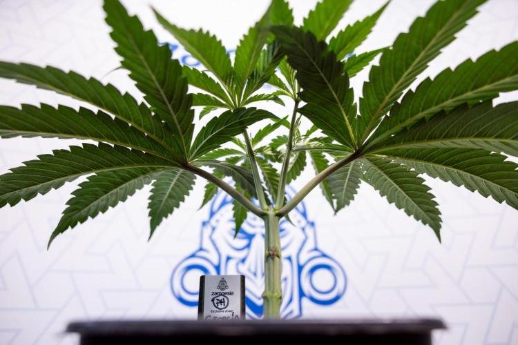 Georgia Pie #1 - Zamnesia x B&B. Week 4 - Georgia Pie 1 - Week 4/5 - Topping