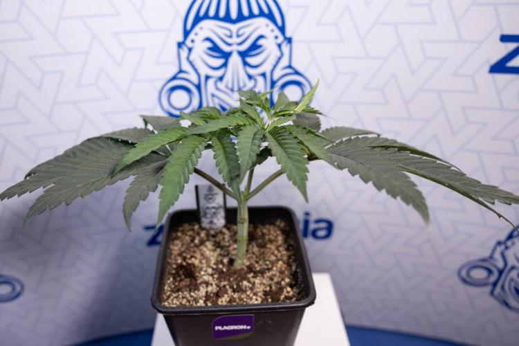 Georgia Pie #1 - Zamnesia x B&B. Week 4 - Georgia Pie 1 - Week 4/5 - Topping