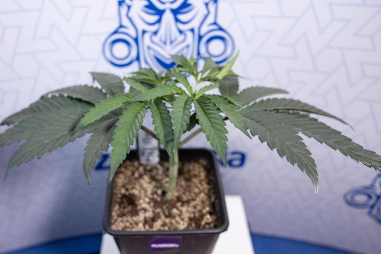 Georgia Pie #1 - Zamnesia x B&B. Week 4 - Georgia Pie 1 - Week 4/5 - Topping