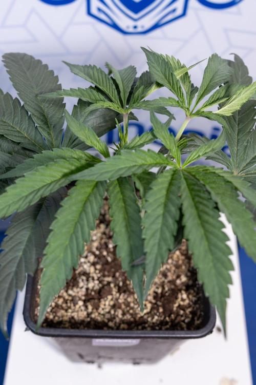 Georgia Pie #1 - Zamnesia x B&B. Week 4 - Georgia Pie 1 - Week 4/5 - Topping