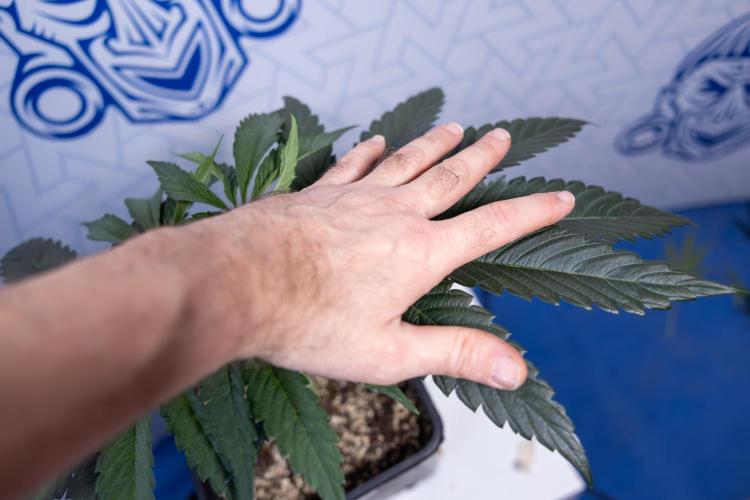 Georgia Pie #1 - Zamnesia x B&B. Week 4 - Georgia Pie 1 - Week 4/5 - Topping