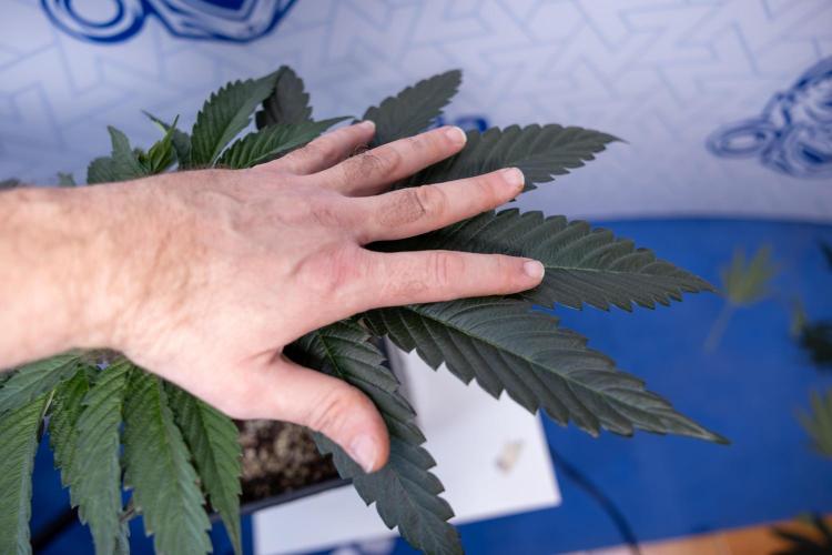 Georgia Pie #1 - Zamnesia x B&B. Week 4 - Georgia Pie 1 - Week 4/5 - Topping