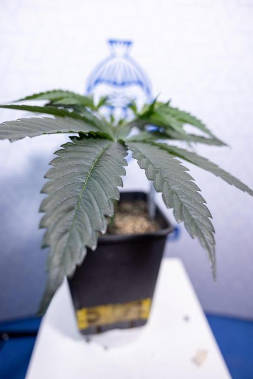 Georgia Pie #1 - Zamnesia x B&B. Week 4 - Georgia Pie 1 - Week 4/5 - Topping