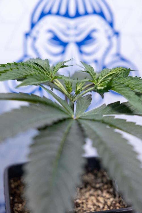 Georgia Pie #1 - Zamnesia x B&B. Week 4 - Georgia Pie 1 - Week 4/5 - Topping