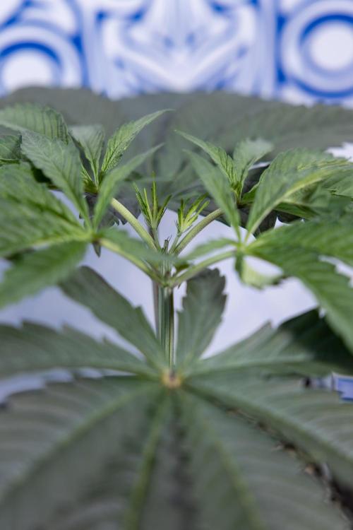 Georgia Pie #1 - Zamnesia x B&B. Week 4 - Georgia Pie 1 - Week 4/5 - Topping