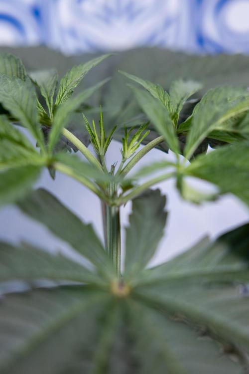 Georgia Pie #1 - Zamnesia x B&B. Week 4 - Georgia Pie 1 - Week 4/5 - Topping