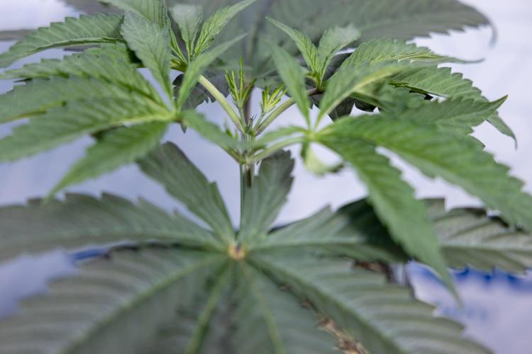 Georgia Pie #1 - Zamnesia x B&B. Week 4 - Georgia Pie 1 - Week 4/5 - Topping