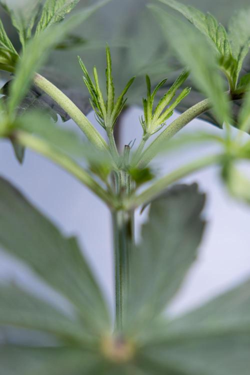 Georgia Pie #1 - Zamnesia x B&B. Week 4 - Georgia Pie 1 - Week 4/5 - Topping