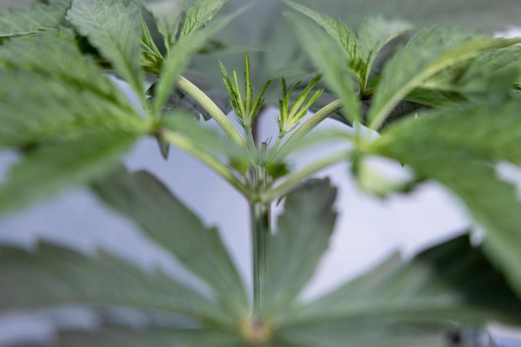 Georgia Pie #1 - Zamnesia x B&B. Week 4 - Georgia Pie 1 - Week 4/5 - Topping