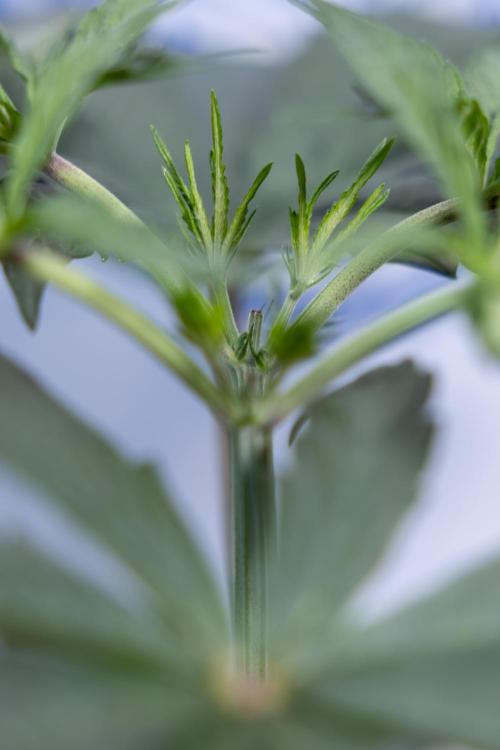 Georgia Pie #1 - Zamnesia x B&B. Week 4 - Georgia Pie 1 - Week 4/5 - Topping