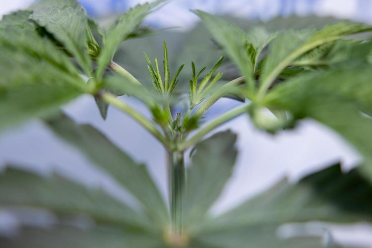 Georgia Pie #1 - Zamnesia x B&B. Week 4 - Georgia Pie 1 - Week 4/5 - Topping