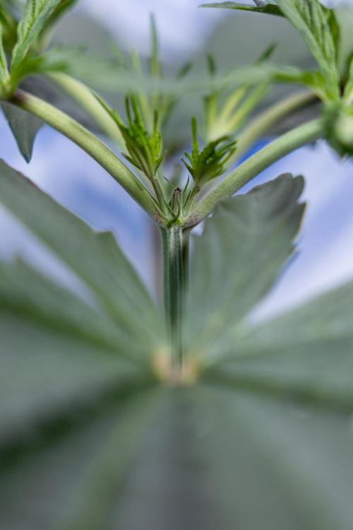 Georgia Pie #1 - Zamnesia x B&B. Week 4 - Georgia Pie 1 - Week 4/5 - Topping