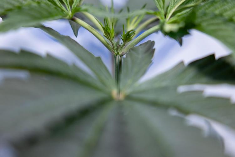 Georgia Pie #1 - Zamnesia x B&B. Week 4 - Georgia Pie 1 - Week 4/5 - Topping