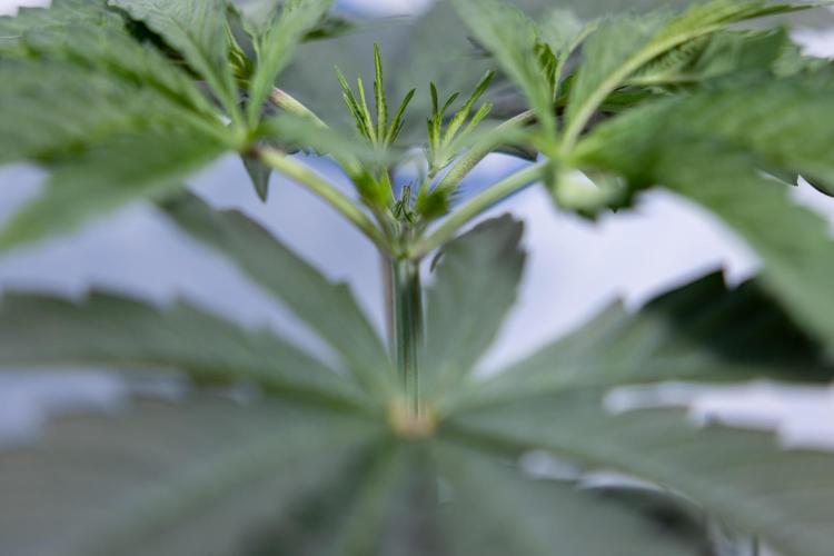 Georgia Pie #1 - Zamnesia x B&B. Week 4 - Georgia Pie 1 - Week 4/5 - Topping