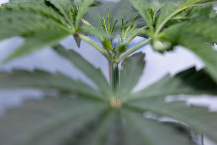 Georgia Pie #1 - Zamnesia x B&B. Week 4 - Georgia Pie 1 - Week 4/5 - Topping