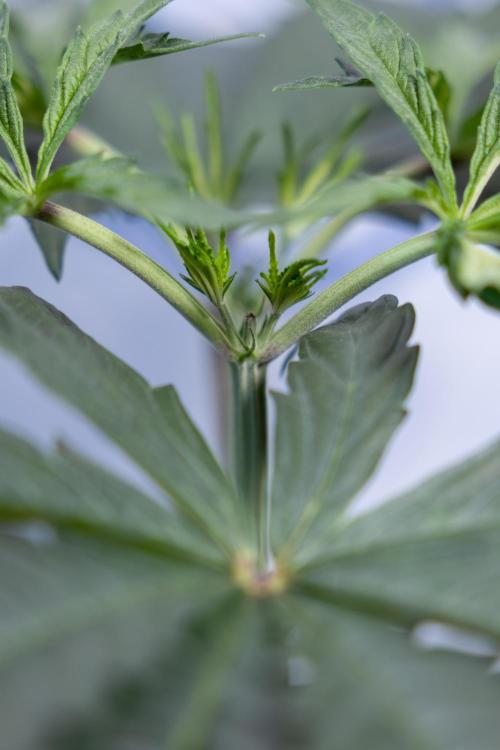 Georgia Pie #1 - Zamnesia x B&B. Week 4 - Georgia Pie 1 - Week 4/5 - Topping