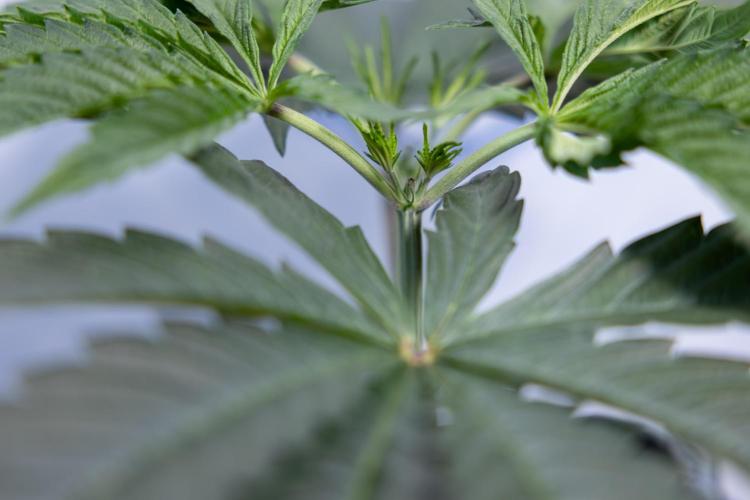 Georgia Pie #1 - Zamnesia x B&B. Week 4