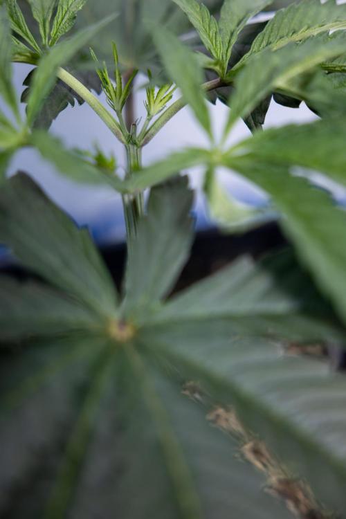 Georgia Pie #1 - Zamnesia x B&B. Week 4