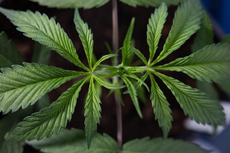 Lemon Cherry Gelato #2 - Zamnesia x B&B. Week 3 - Lemon cherry Gelato #2 - Week 3 - Veg - No Techniques