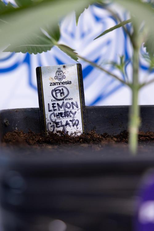 Lemon Cherry Gelato #2 - Zamnesia x B&B. Week 3 - Lemon cherry Gelato #2 - Week 3 - Veg - No Techniques