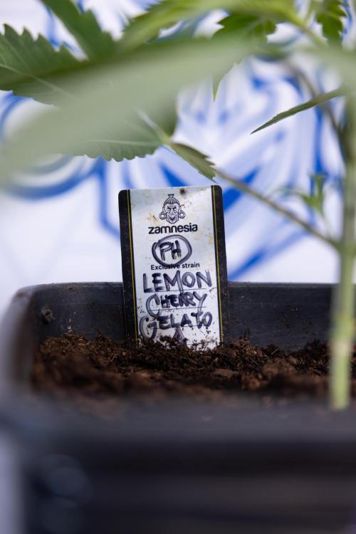 Lemon Cherry Gelato #2 - Zamnesia x B&B. Week 3 - Lemon cherry Gelato #2 - Week 3 - Veg - No Techniques