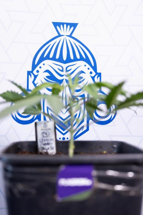 Lemon Cherry Gelato #2 - Zamnesia x B&B. Week 3 - Lemon cherry Gelato #2 - Week 3 - Veg - No Techniques