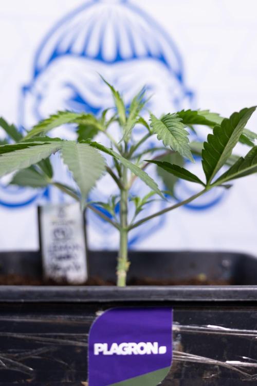 Lemon Cherry Gelato #2 - Zamnesia x B&B. Week 3 - Lemon cherry Gelato #2 - Week 3 - Veg - No Techniques