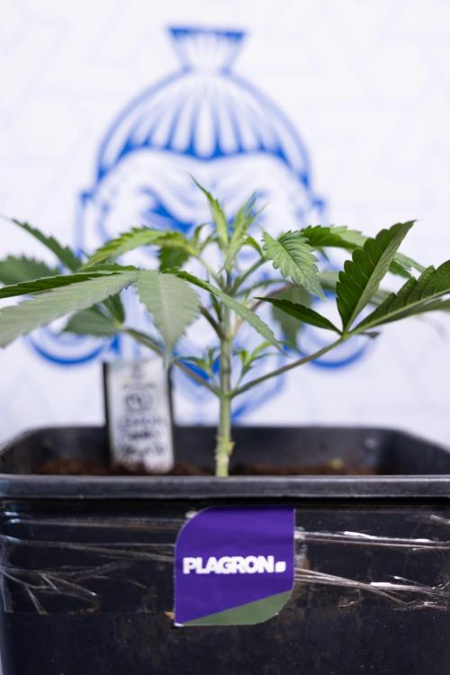 Lemon Cherry Gelato #2 - Zamnesia x B&B. Week 3 - Lemon cherry Gelato #2 - Week 3 - Veg - No Techniques