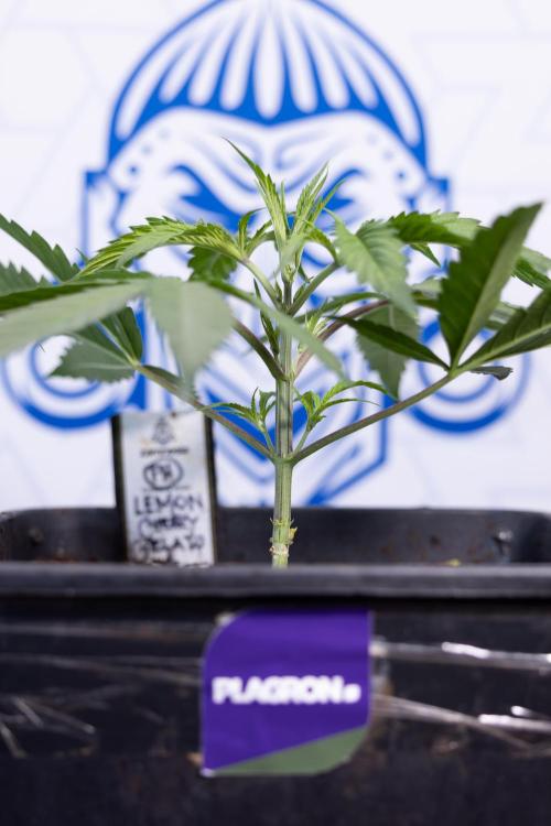 Lemon Cherry Gelato #2 - Zamnesia x B&B. Week 3 - Lemon cherry Gelato #2 - Week 3 - Veg - No Techniques