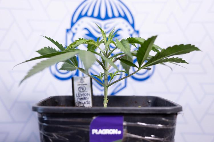 Lemon Cherry Gelato #2 - Zamnesia x B&B. Week 3 - Lemon cherry Gelato #2 - Week 3 - Veg - No Techniques