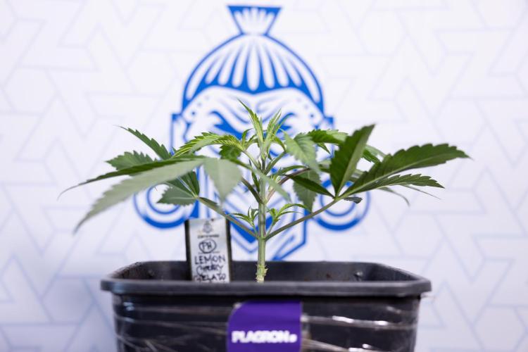 Lemon Cherry Gelato #2 - Zamnesia x B&B. Week 3 - Lemon cherry Gelato #2 - Week 3 - Veg - No Techniques