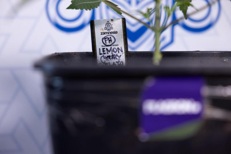 Lemon Cherry Gelato #2 - Zamnesia x B&B. Week 3 - Lemon cherry Gelato #2 - Week 3 - Veg - No Techniques