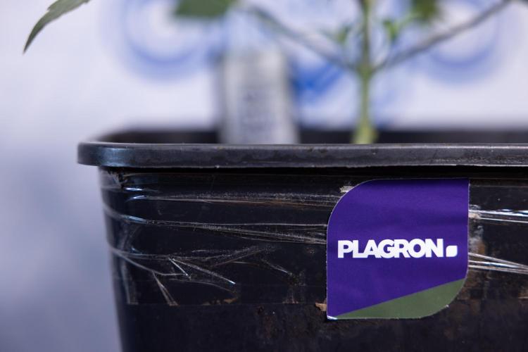 Lemon Cherry Gelato #2 - Zamnesia x B&B. Week 3 - Lemon cherry Gelato #2 - Week 3 - Veg - No Techniques