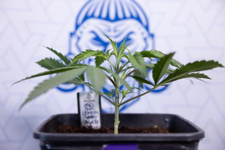 Lemon Cherry Gelato #2 - Zamnesia x B&B. Week 3 - Lemon cherry Gelato #2 - Week 3 - Veg - No Techniques