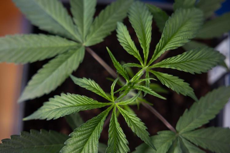 Lemon Cherry Gelato #2 - Zamnesia x B&B. Week 3 - Lemon cherry Gelato #2 - Week 3 - Veg - No Techniques