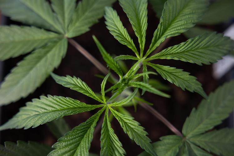 Lemon Cherry Gelato #2 - Zamnesia x B&B. Week 3 - Lemon cherry Gelato #2 - Week 3 - Veg - No Techniques