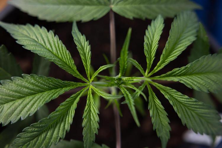 Lemon Cherry Gelato #2 - Zamnesia x B&B. Week 3 - Lemon cherry Gelato #2 - Week 3 - Veg - No Techniques