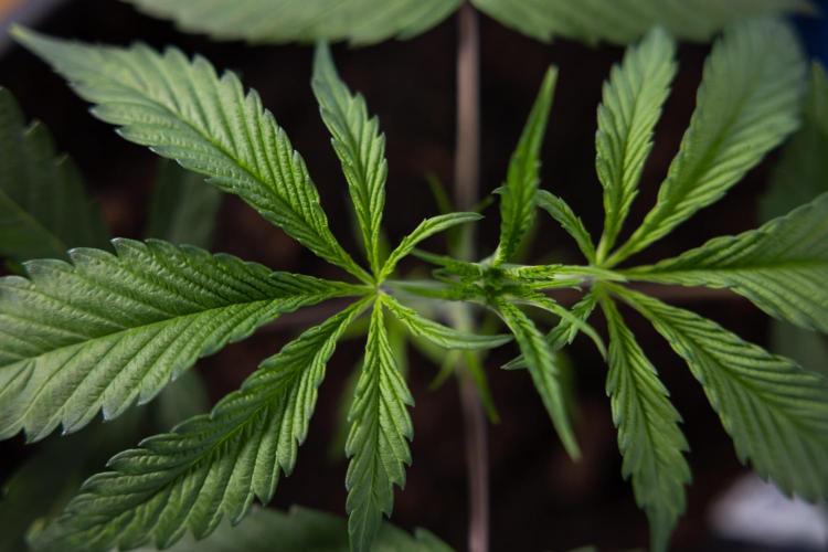 Lemon Cherry Gelato #2 - Zamnesia x B&B. Week 3 - Lemon cherry Gelato #2 - Week 3 - Veg - No Techniques