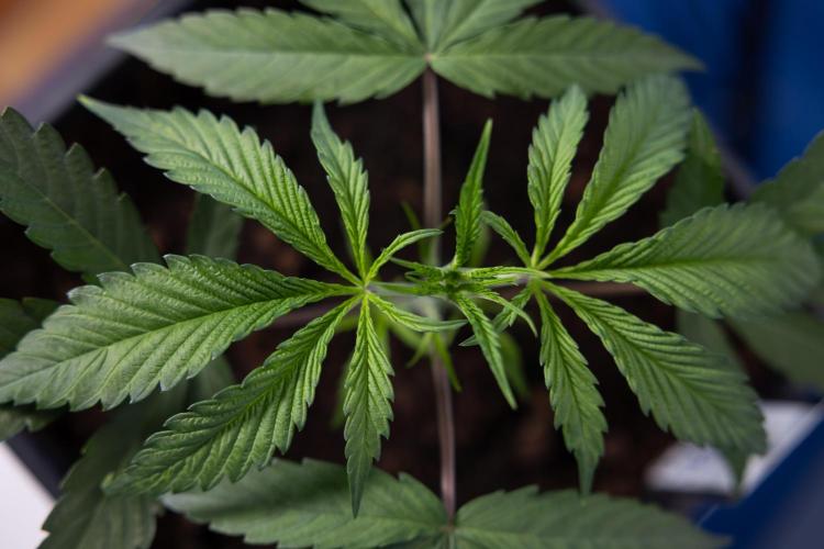 Lemon Cherry Gelato #2 - Zamnesia x B&B. Week 3 - Lemon cherry Gelato #2 - Week 3 - Veg - No Techniques