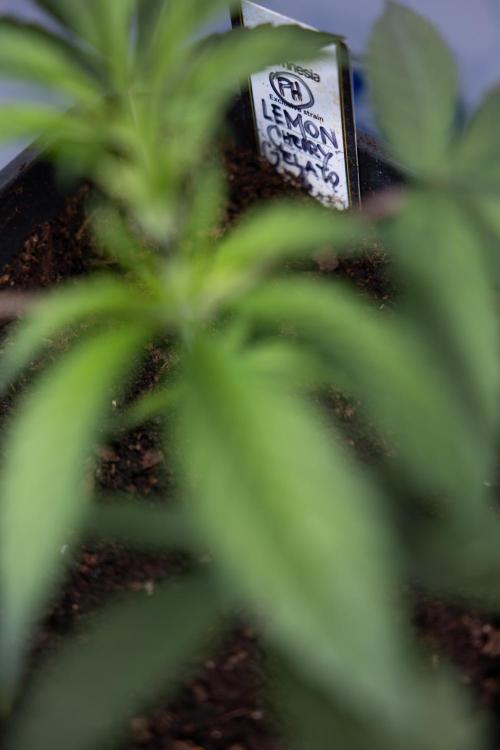 Lemon Cherry Gelato #2 - Zamnesia x B&B. Week 3 - Lemon cherry Gelato #2 - Week 3 - Veg - No Techniques