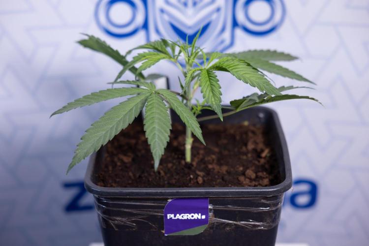 Lemon Cherry Gelato #2 - Zamnesia x B&B. Week 3 - Lemon cherry Gelato #2 - Week 3 - Veg - No Techniques