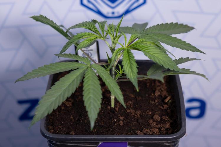 Lemon Cherry Gelato #2 - Zamnesia x B&B. Week 3 - Lemon cherry Gelato #2 - Week 3 - Veg - No Techniques