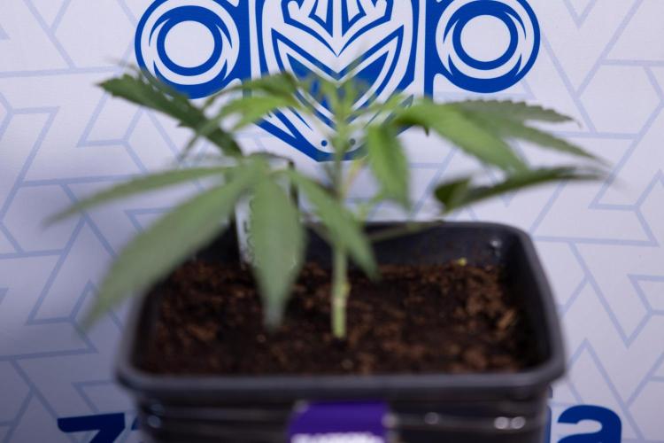 Lemon Cherry Gelato #2 - Zamnesia x B&B. Week 3 - Lemon cherry Gelato #2 - Week 3 - Veg - No Techniques