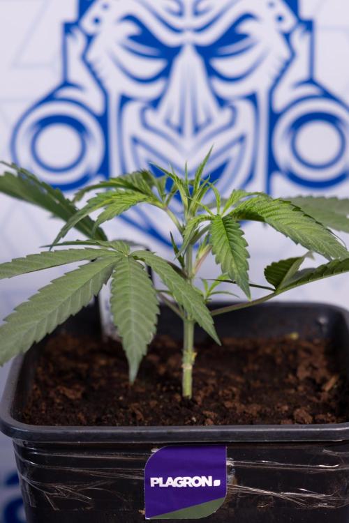 Lemon Cherry Gelato #2 - Zamnesia x B&B. Week 3 - Lemon cherry Gelato #2 - Week 3 - Veg - No Techniques