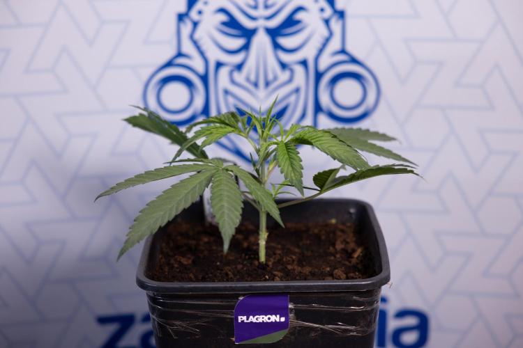 Lemon Cherry Gelato #2 - Zamnesia x B&B. Week 3 - Lemon cherry Gelato #2 - Week 3 - Veg - No Techniques