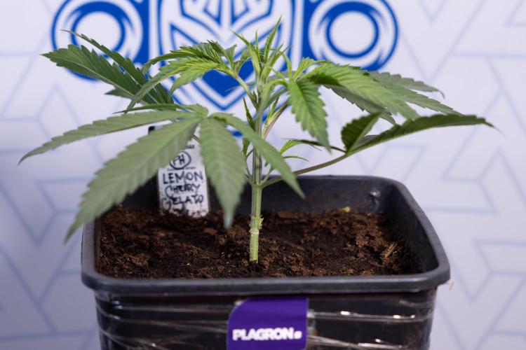 Lemon Cherry Gelato #2 - Zamnesia x B&B. Week 3 - Lemon cherry Gelato #2 - Week 3 - Veg - No Techniques