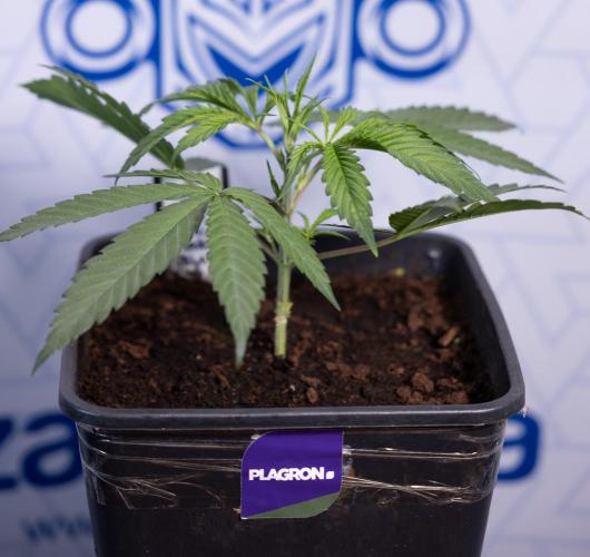 Lemon Cherry Gelato #2 - Zamnesia x B&B. Week 3 - Lemon cherry Gelato #2 - Week 3 - Veg - No Techniques