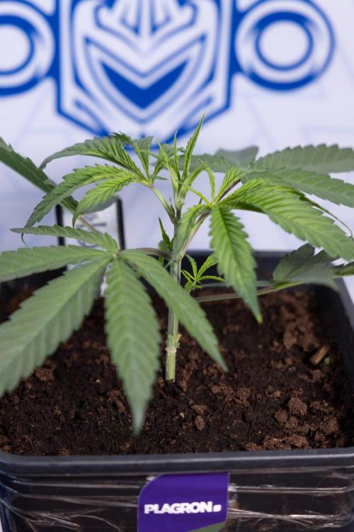 Lemon Cherry Gelato #2 - Zamnesia x B&B. Week 3 - Lemon cherry Gelato #2 - Week 3 - Veg - No Techniques