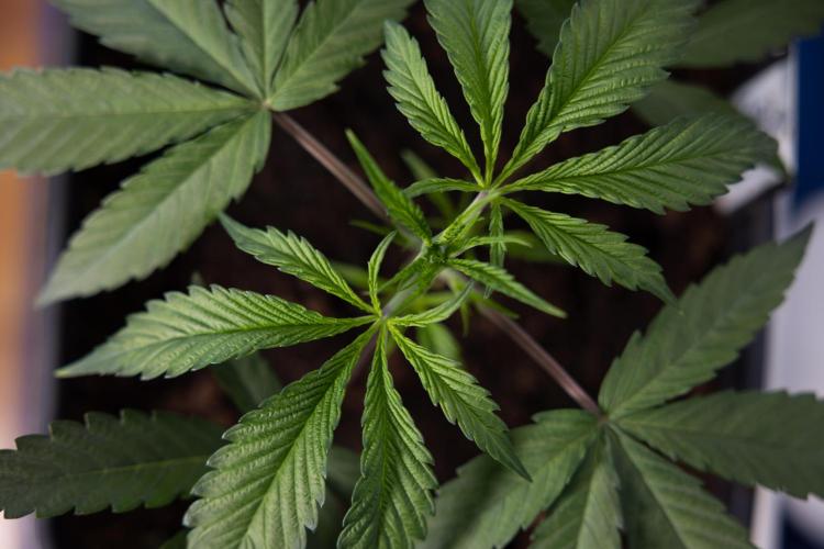 Lemon Cherry Gelato #2 - Zamnesia x B&B. Week 3 - Lemon cherry Gelato #2 - Week 3 - Veg - No Techniques